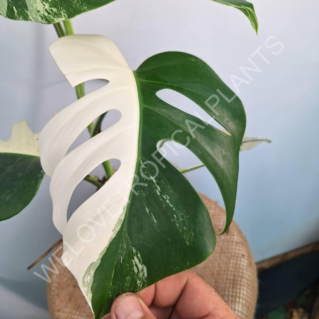 Monstera variegata albo