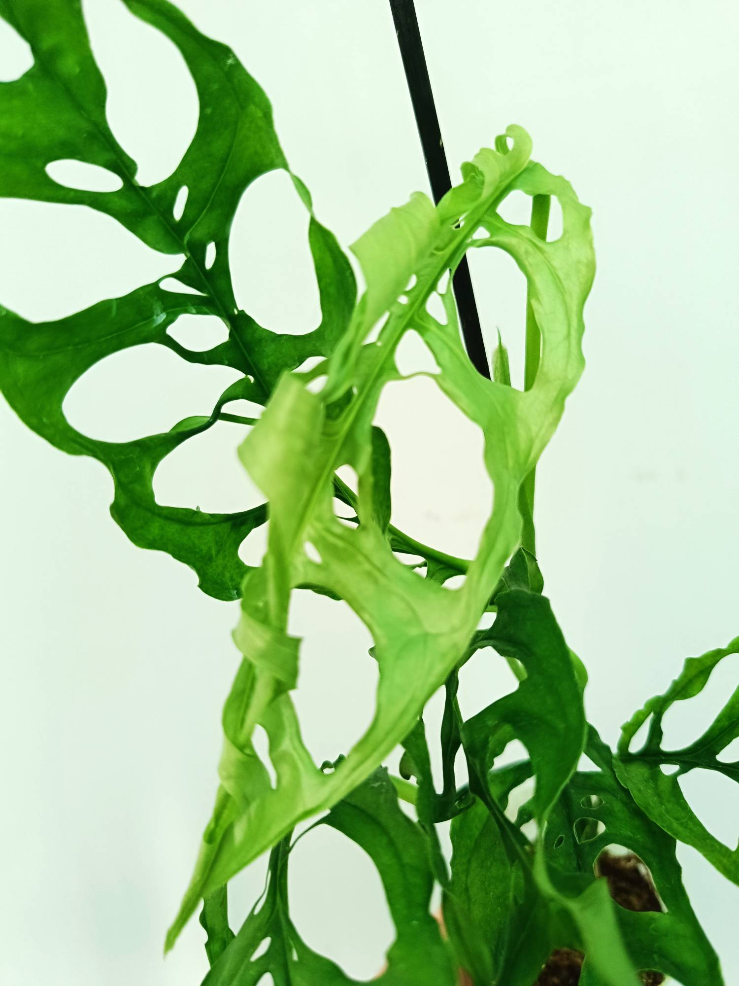 monstera obliqua adansonii Monstera Obliqua 'Peru'