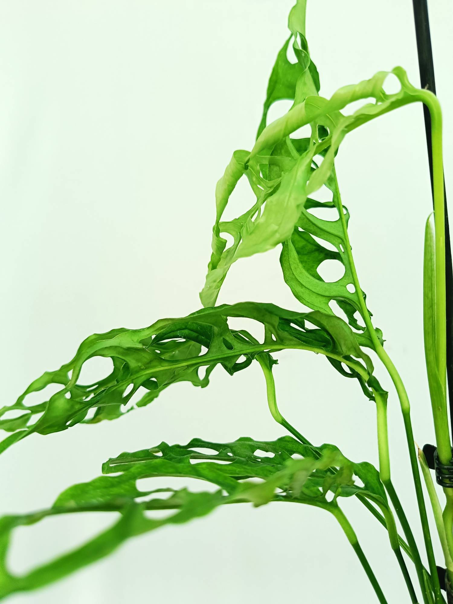 Monstera Obliqua 'Peru'