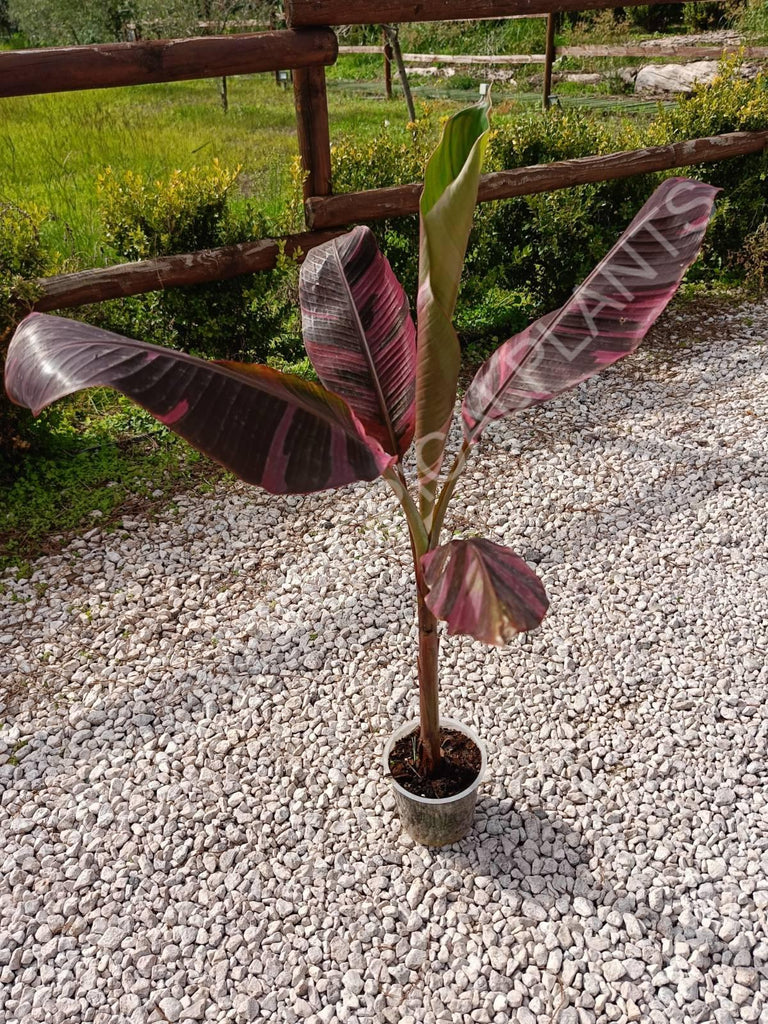 Musa banana nono variegata