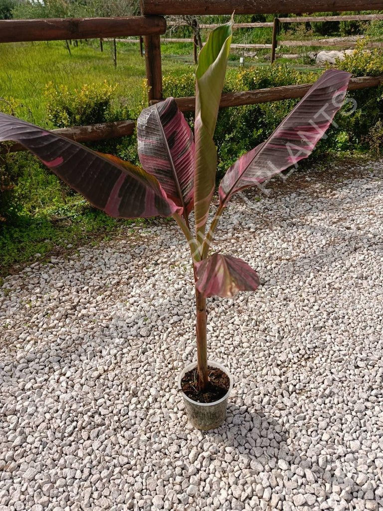 Musa banana nono variegata