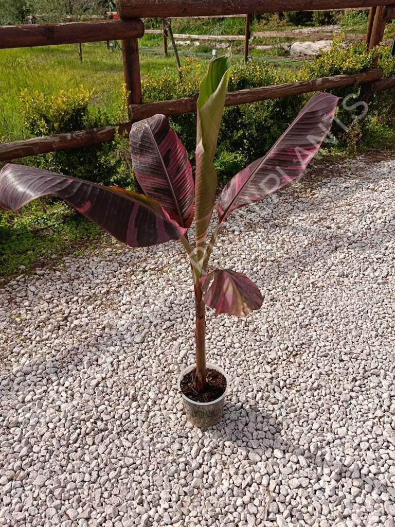 Musa banana nono variegata