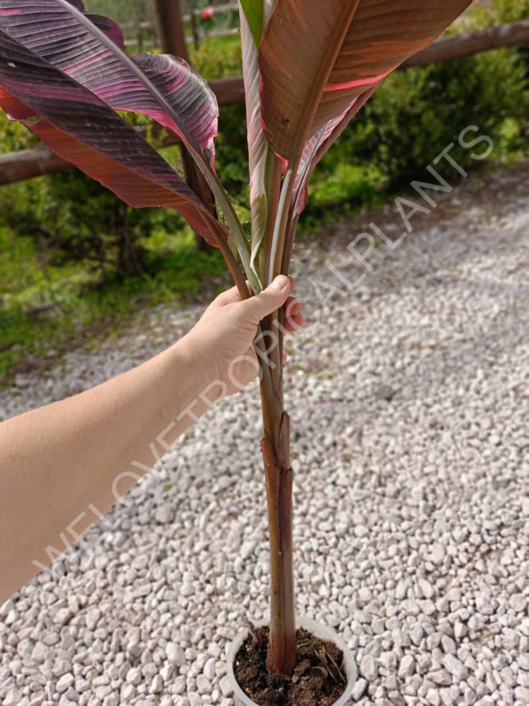 Musa banana nono variegata