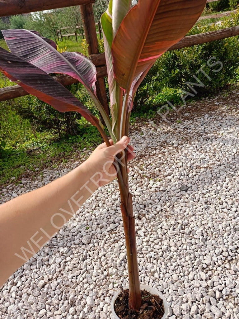 Musa banana nono variegata