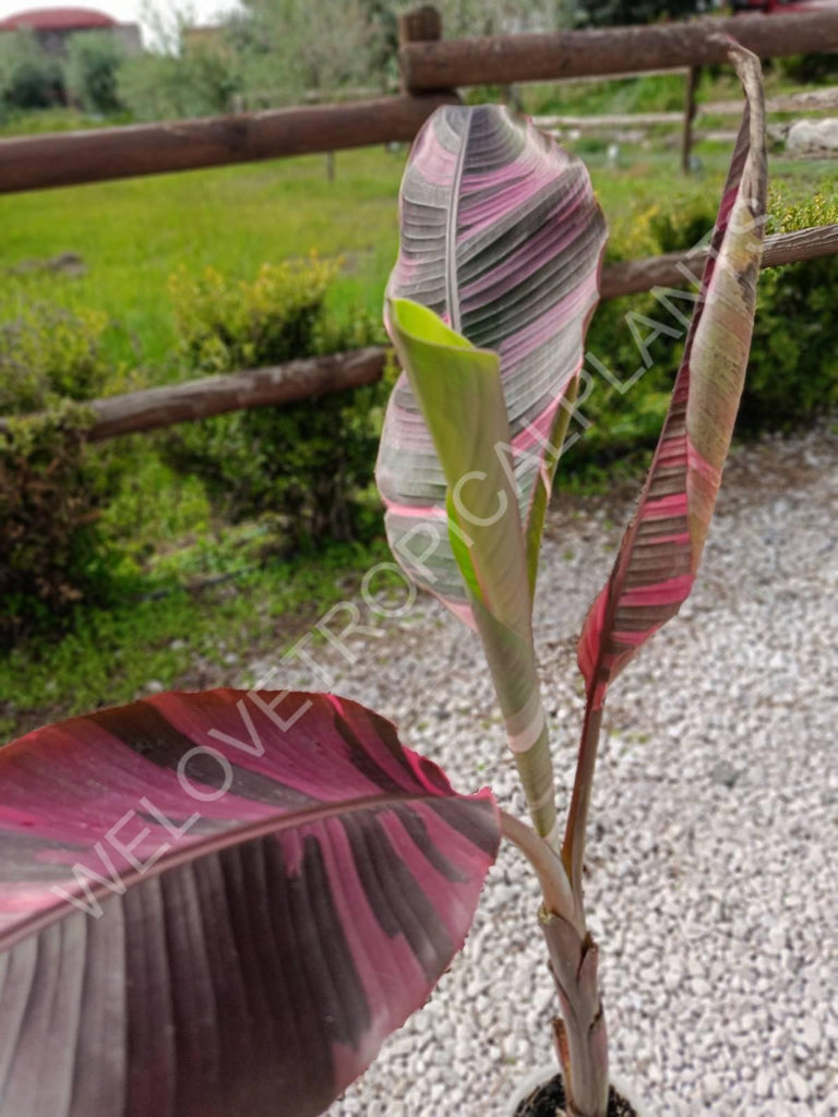 Musa banana nono variegata