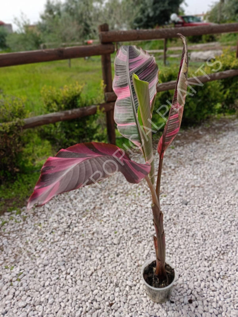 Musa banana nono variegata