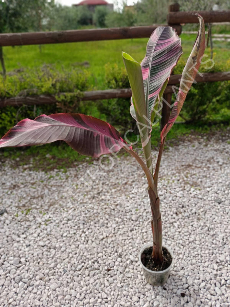 Musa banana nono variegata