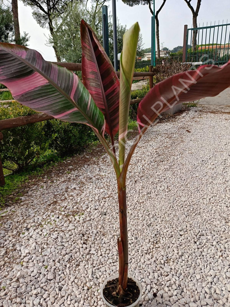 Musa banana nono variegata