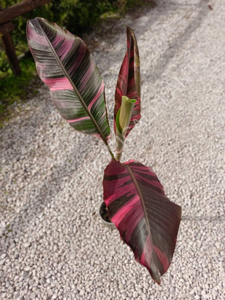 Musa banana nono variegata