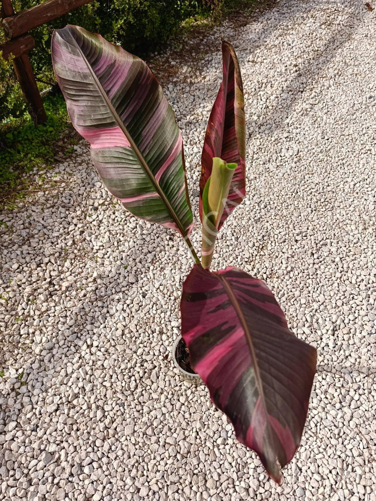 Musa banana nono variegata