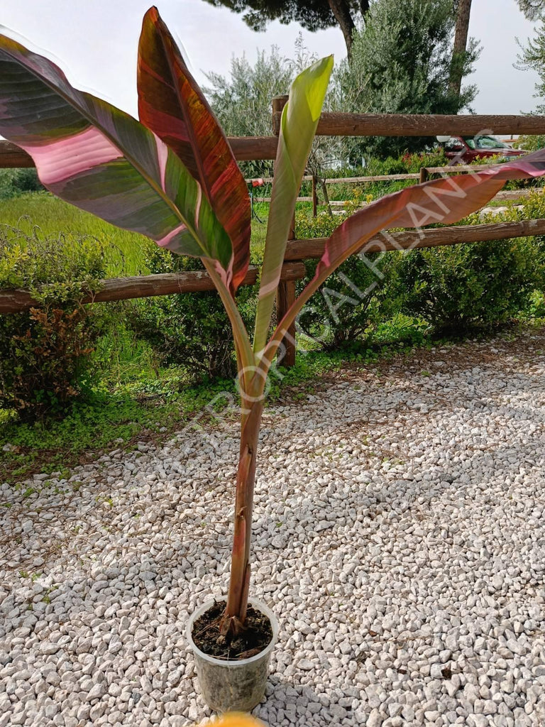 Musa banana nono variegata