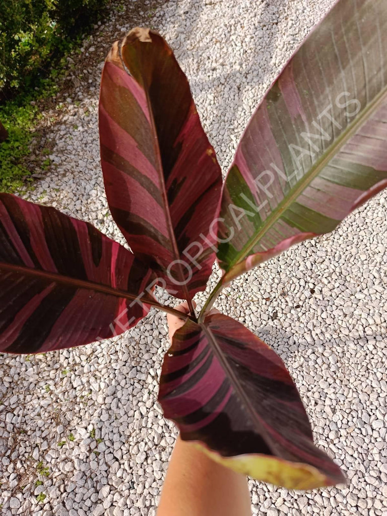 Musa banana nono variegata