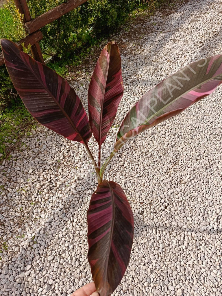 Musa banana nono variegata