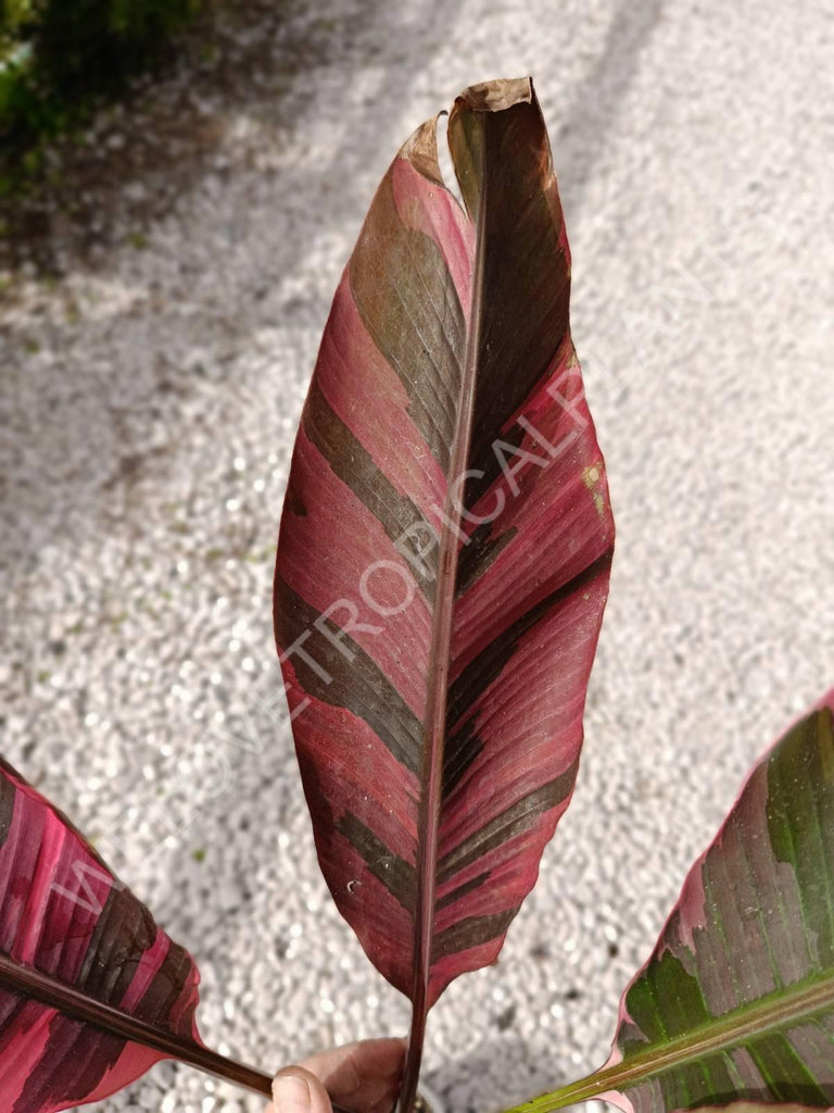 Musa banana nono variegata