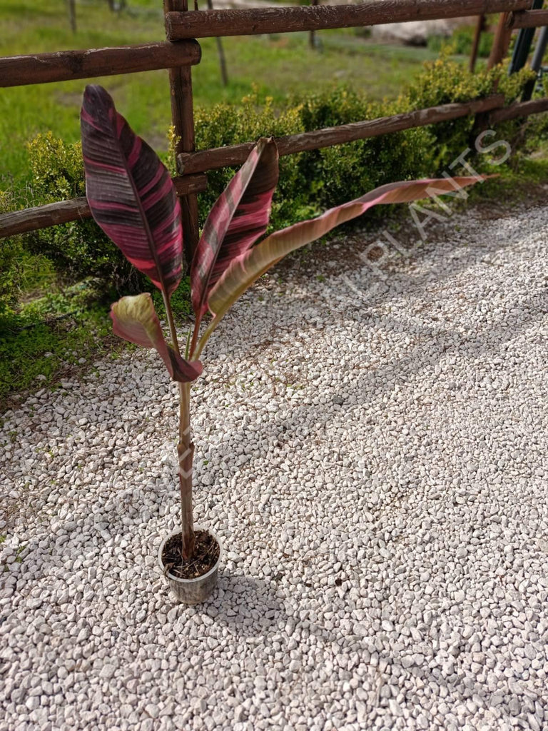 Musa banana nono variegata