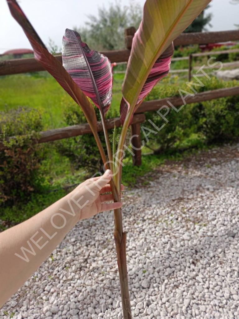 Musa banana nono variegata