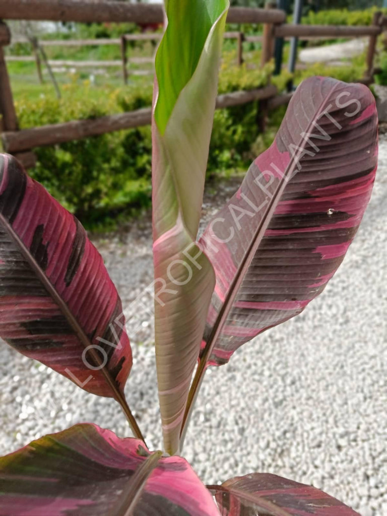 Musa banana nono variegata