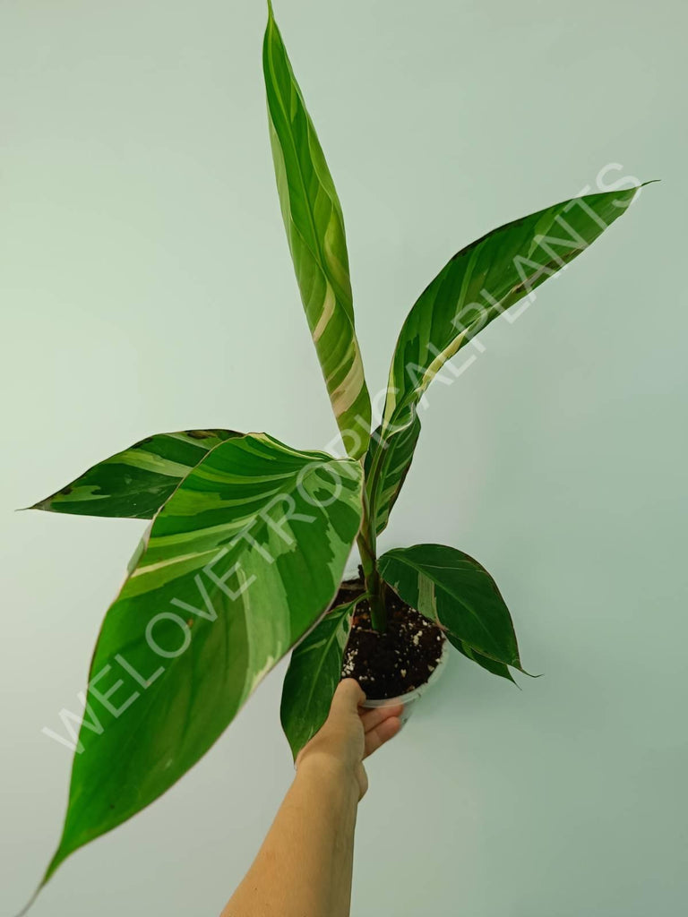 Musa banana nono variegata