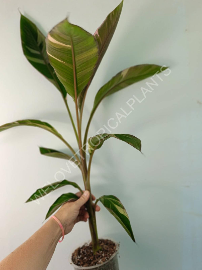 Musa banana nono variegata