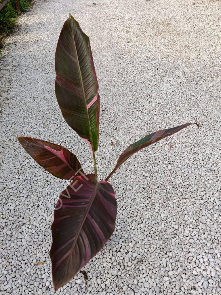 Musa banana nono variegata