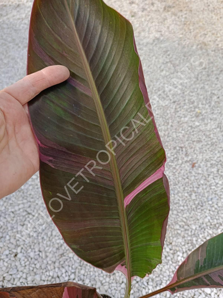 Musa banana nono variegata