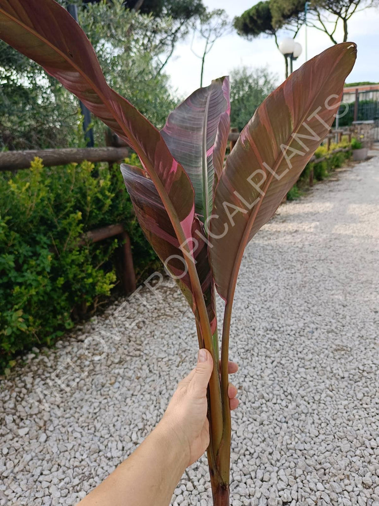 Musa banana nono variegata