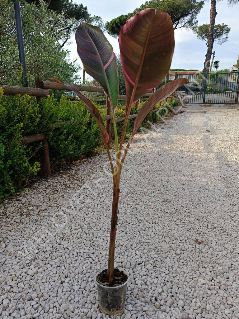 Musa banana nono variegata