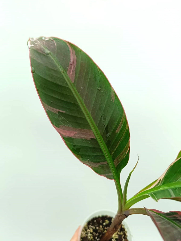 Musa banana nono variegata