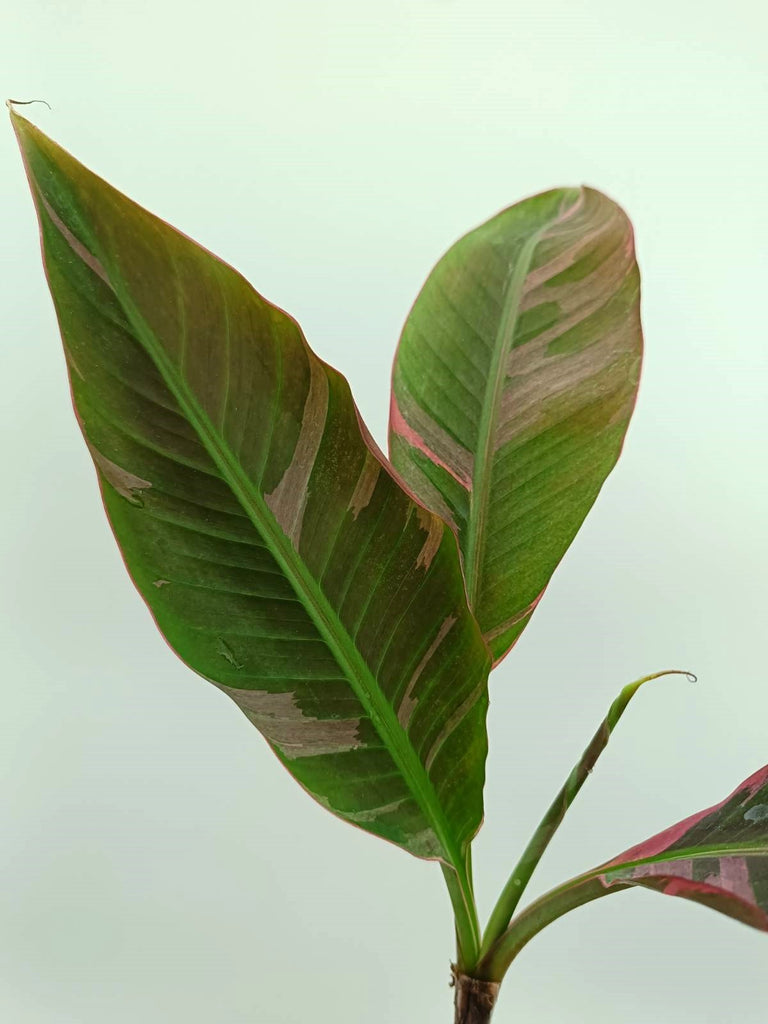 Musa banana nono variegata