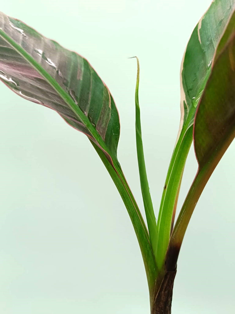 Musa banana nono variegata