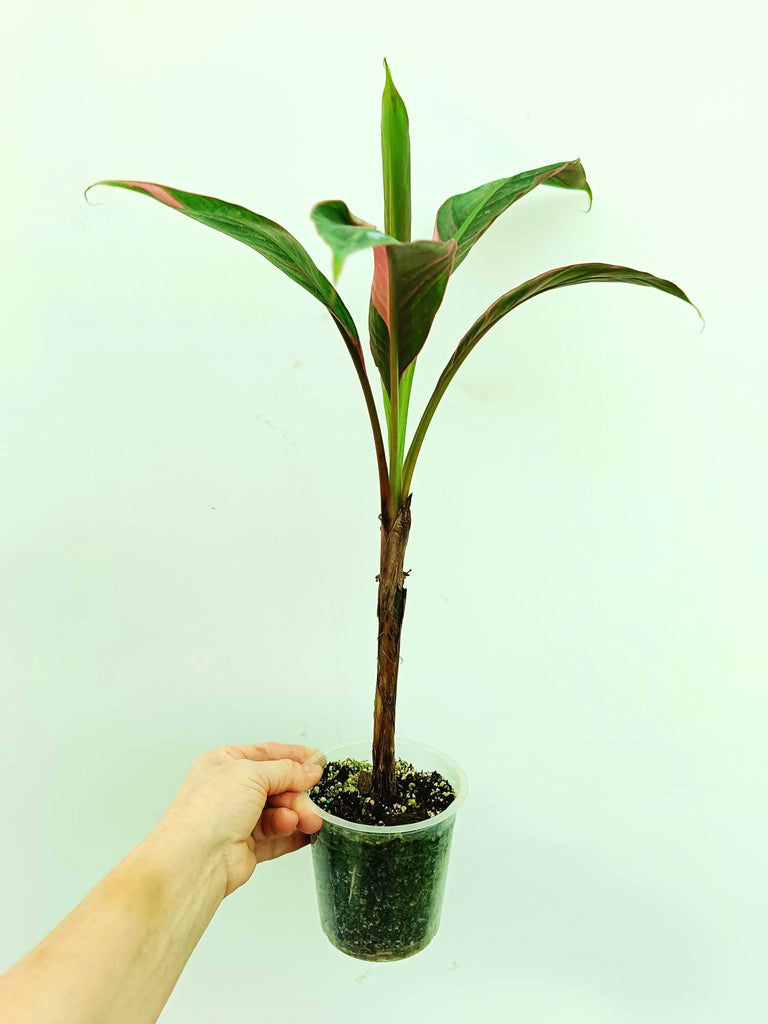 Musa banana nono variegata