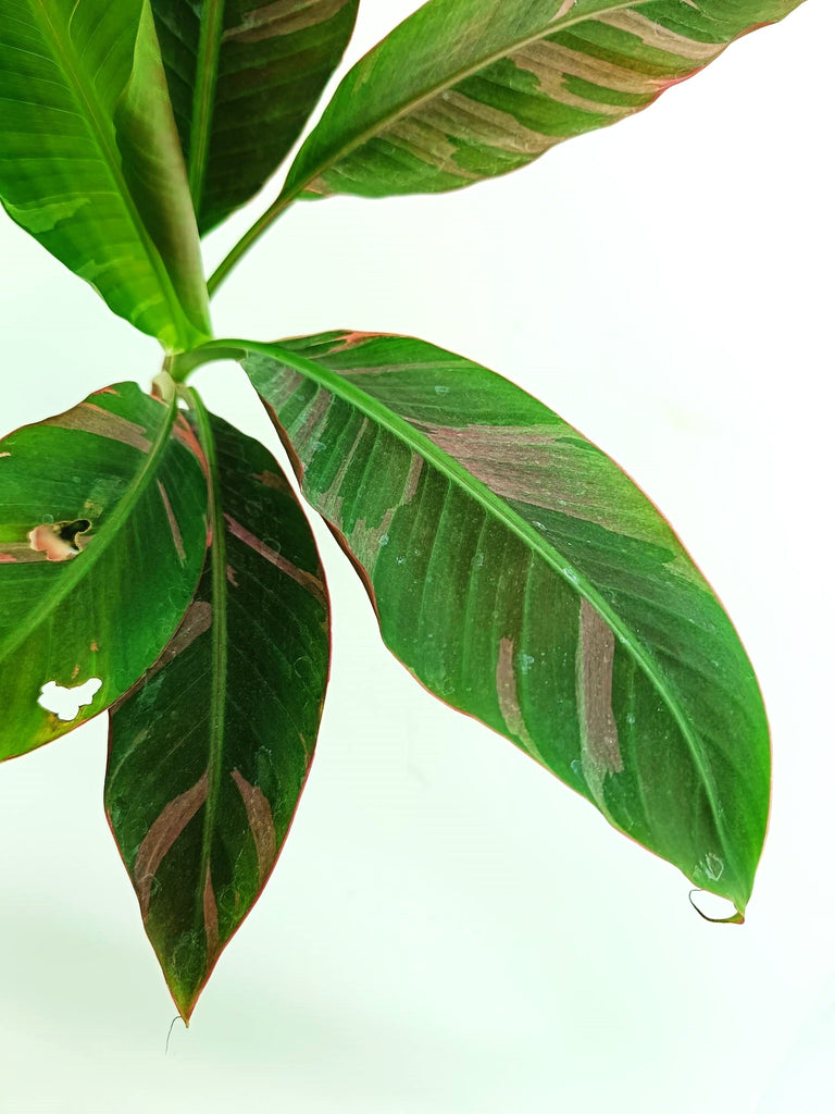 Musa banana nono variegata