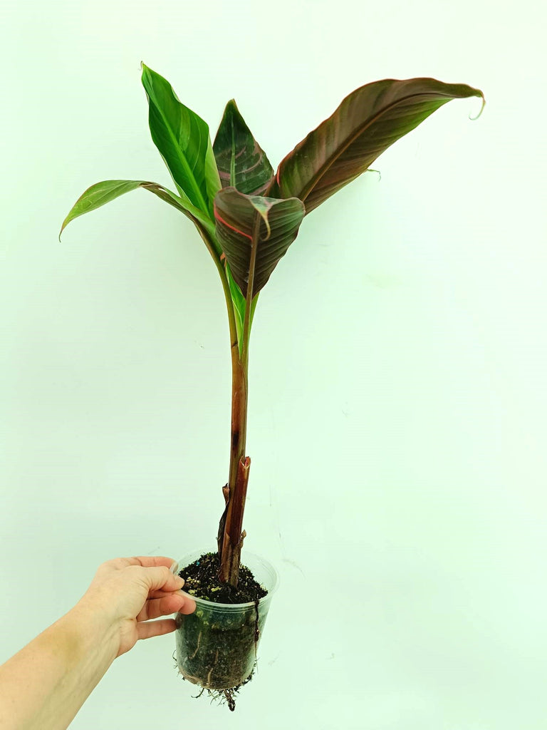 Musa banana nono variegata