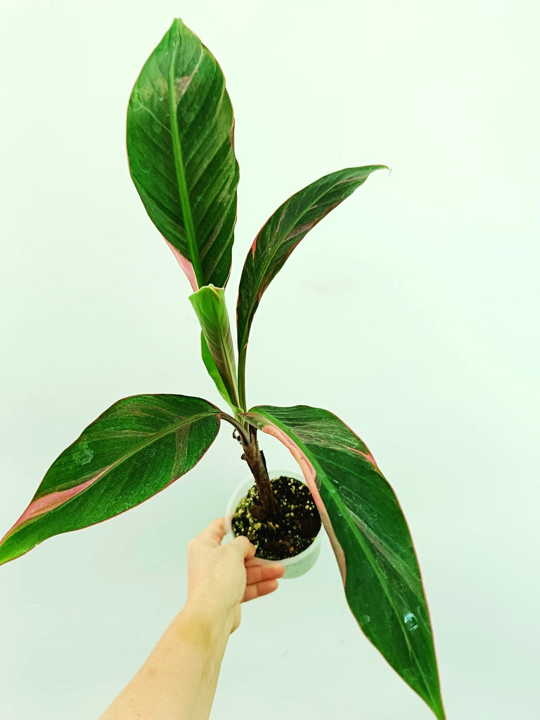 Musa banana nono variegata