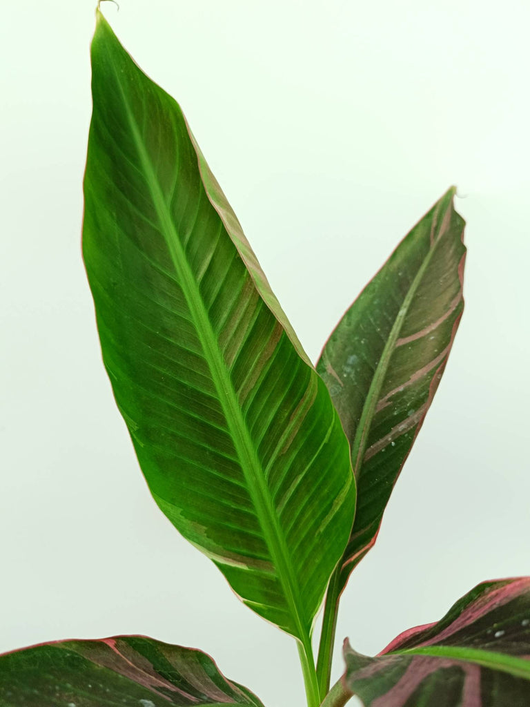 Musa banana nono variegata