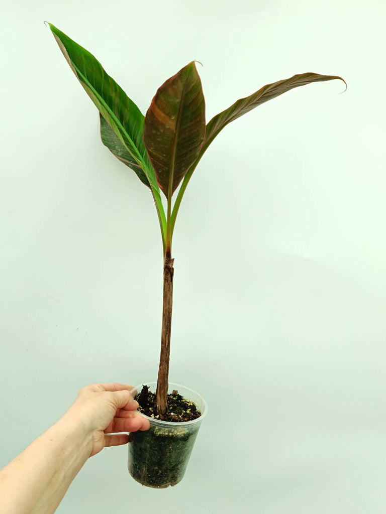 Musa banana nono variegata