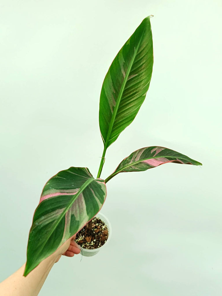 Musa banana nono variegata