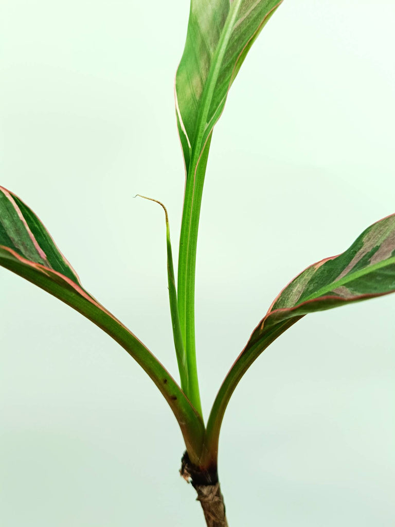 Musa banana nono variegata