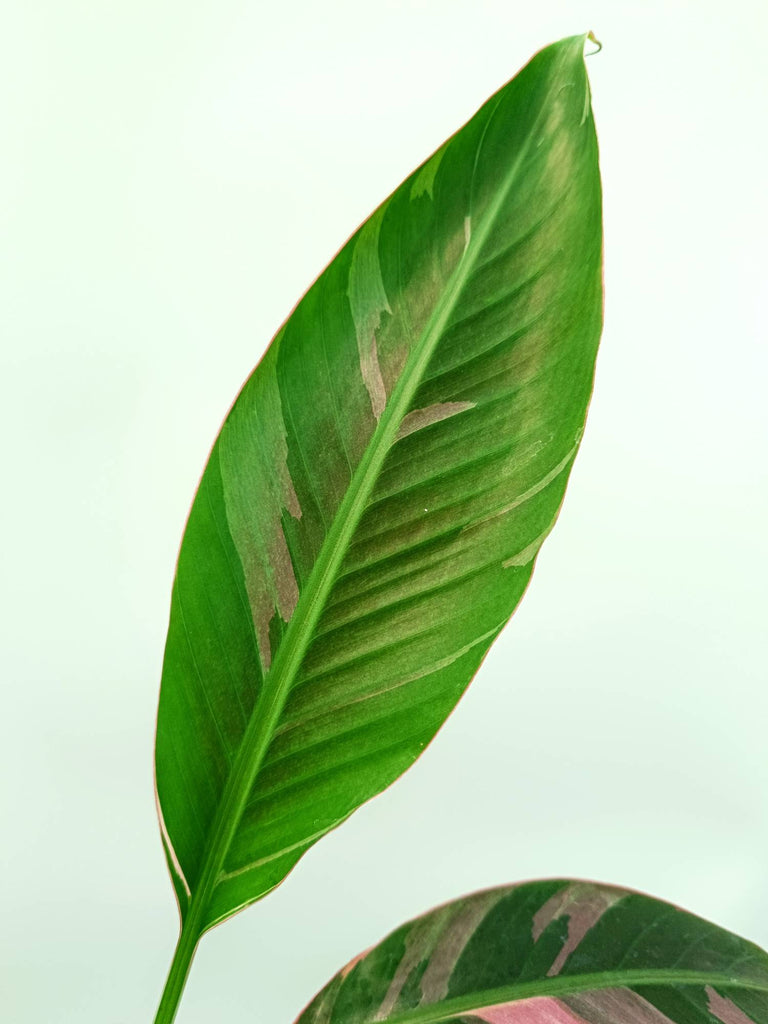 Musa banana nono variegata