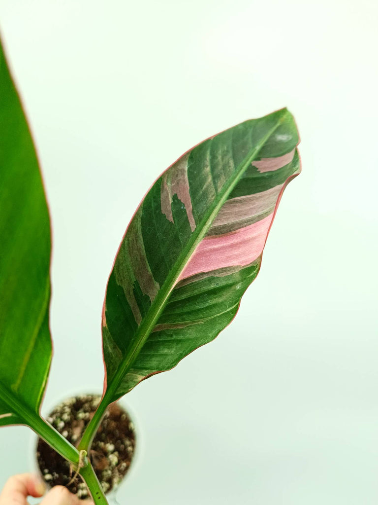 Musa banana nono variegata