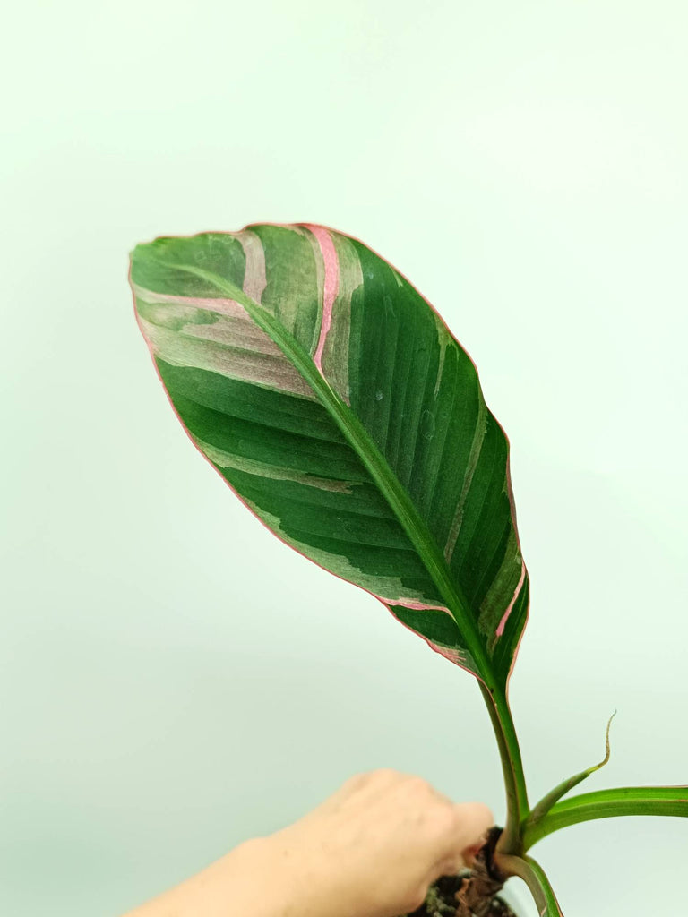 Musa banana nono variegata