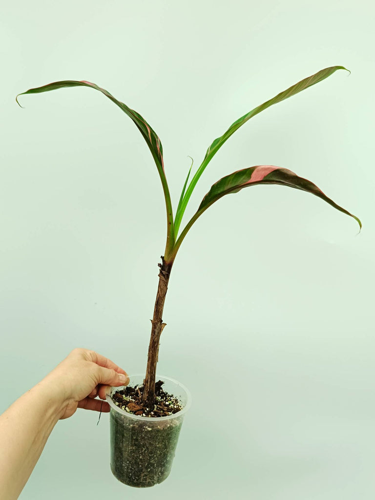 Musa banana nono variegata