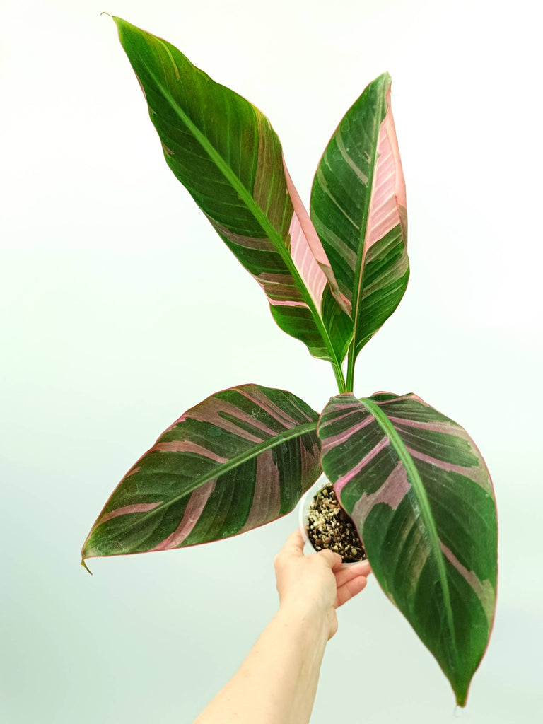 Musa banana nono variegata