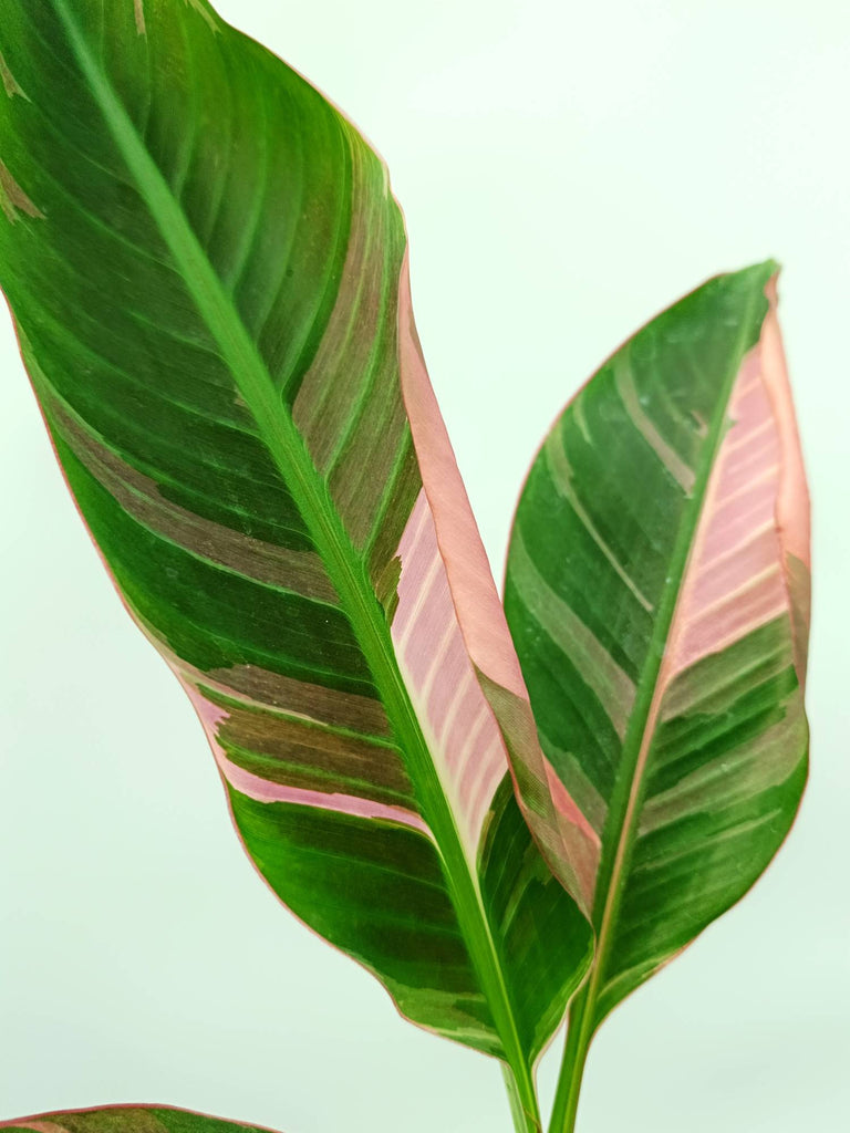 Musa banana nono variegata