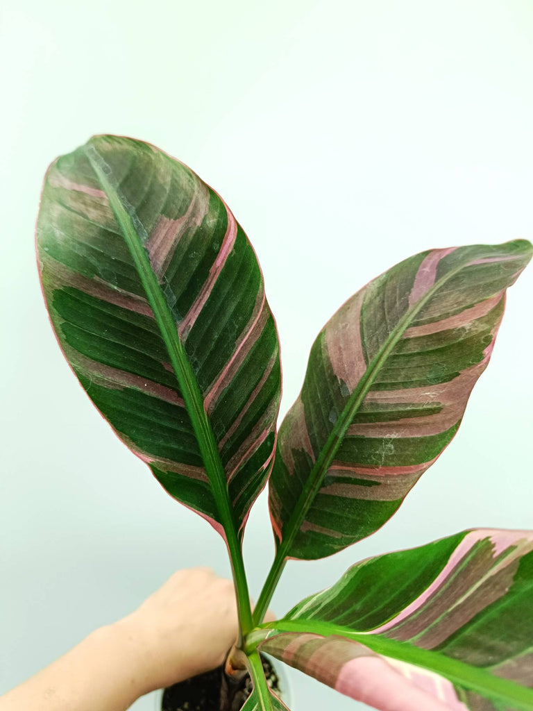 Musa banana nono variegata