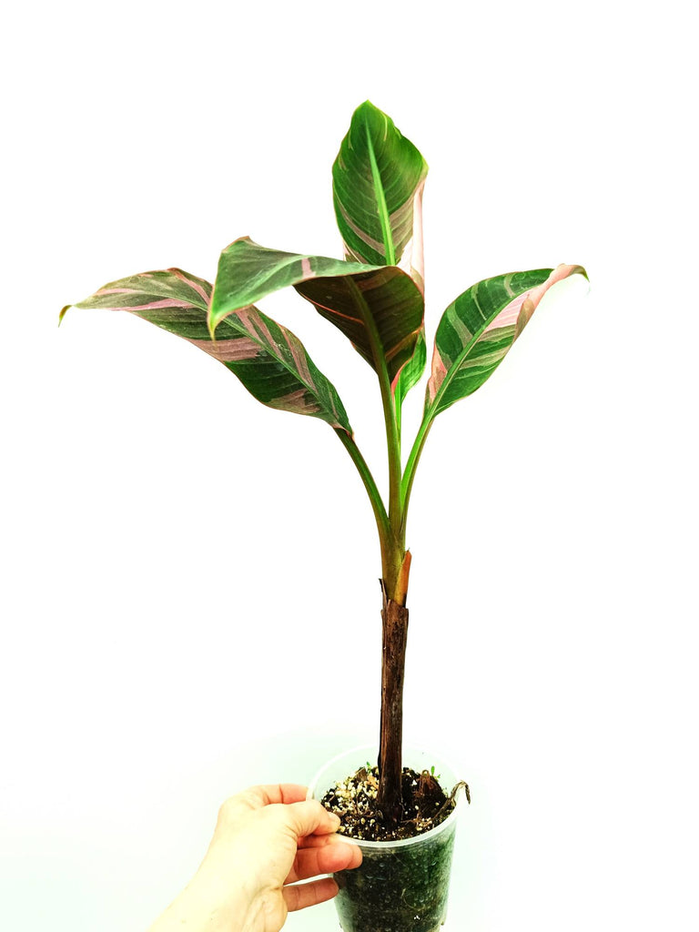 Musa banana nono variegata