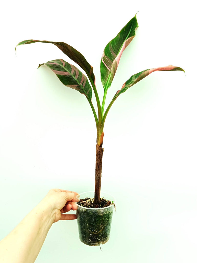 Musa banana nono variegata