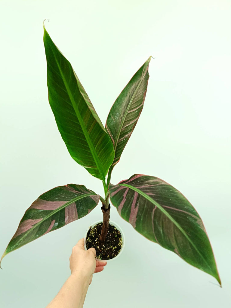 Musa banana nono variegata