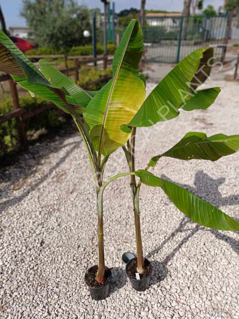 Musa Helen's hybrid