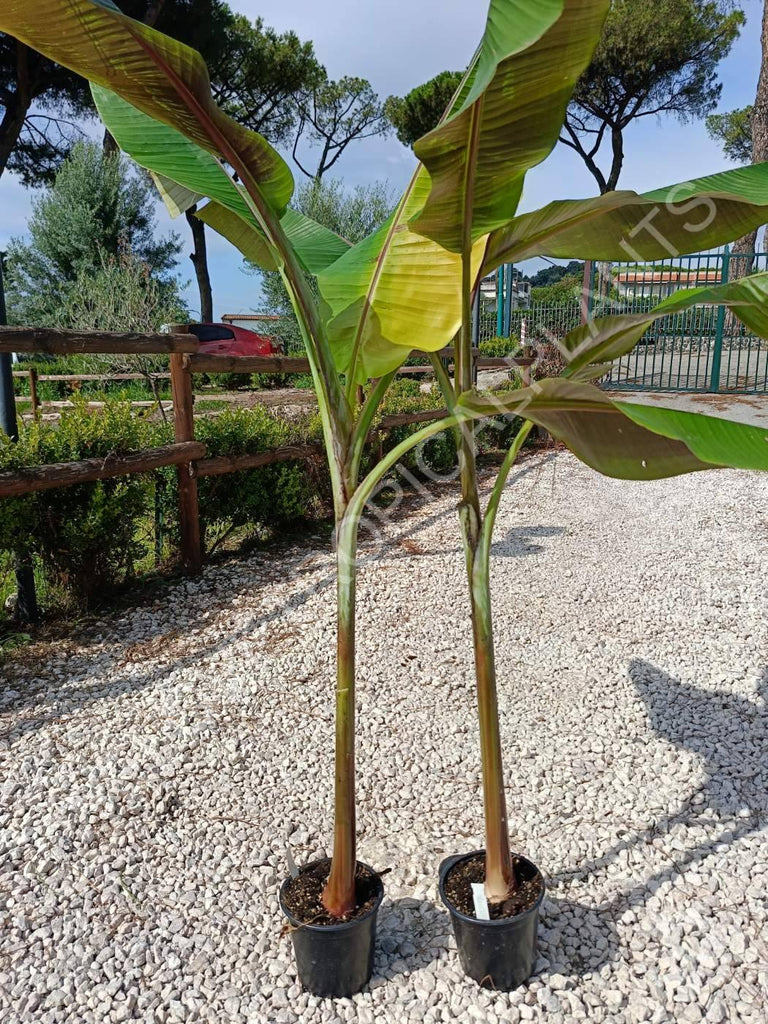 Musa Helen's hybrid